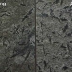 Chinese matrix granite, High Quality grey Granite Slab