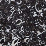 Fossil Black Marble