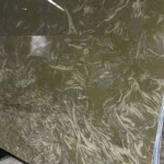 Quetta yellow marble slab with competitive price