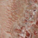 Red onyx slab and tiles for countertops