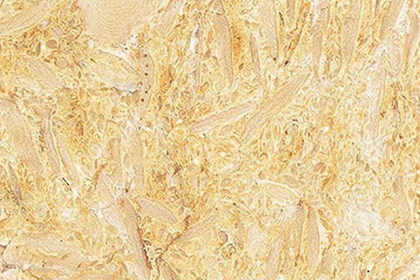 Sahama Beige Marble - Jaddas Stone Sahama Beige Marble
