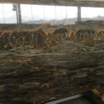 Tarzan marble slab with competitive price